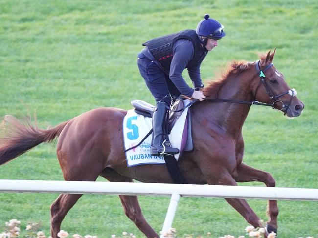 Vauban (FR) during Spring Racing Carnival Trackwork at Flemington Racecourse on October 31, 2023 in Flemington, Australia. (Photo by Scott Barbour/Racing Photos via Getty Images)