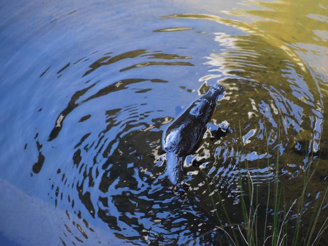 Plentiful platypus at Broken River near Eungella. Picture: Rae Wilson