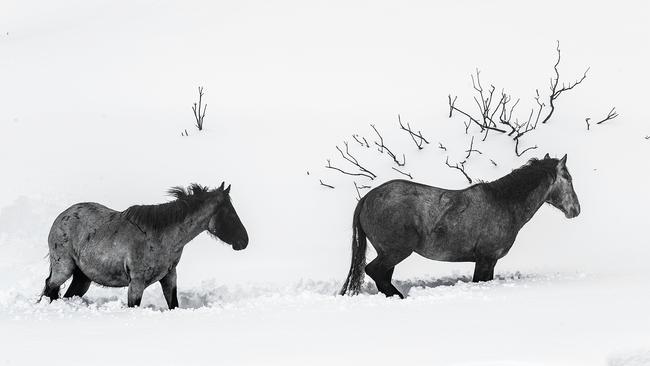 Brumbies forage for food in deep snow in the Kiandra Plains region of the Kosciuszko National Park in 2020. Picture: Getty Images