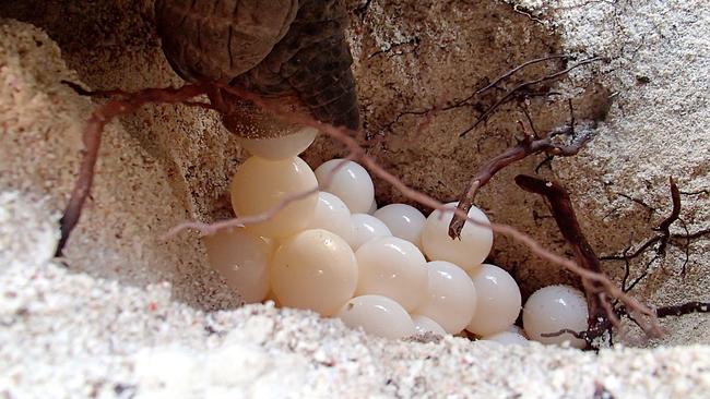 A turtle laying her eggs on Lady Elliot Island. Picture: Ben Andryc