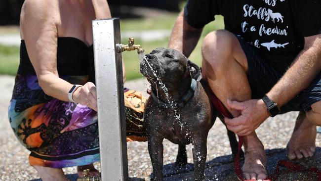 Barry and Alison Watson with their staffy, Ash, were concerned about the recent dog poisoning in the Caloundra area. Picture: Patrick Woods.