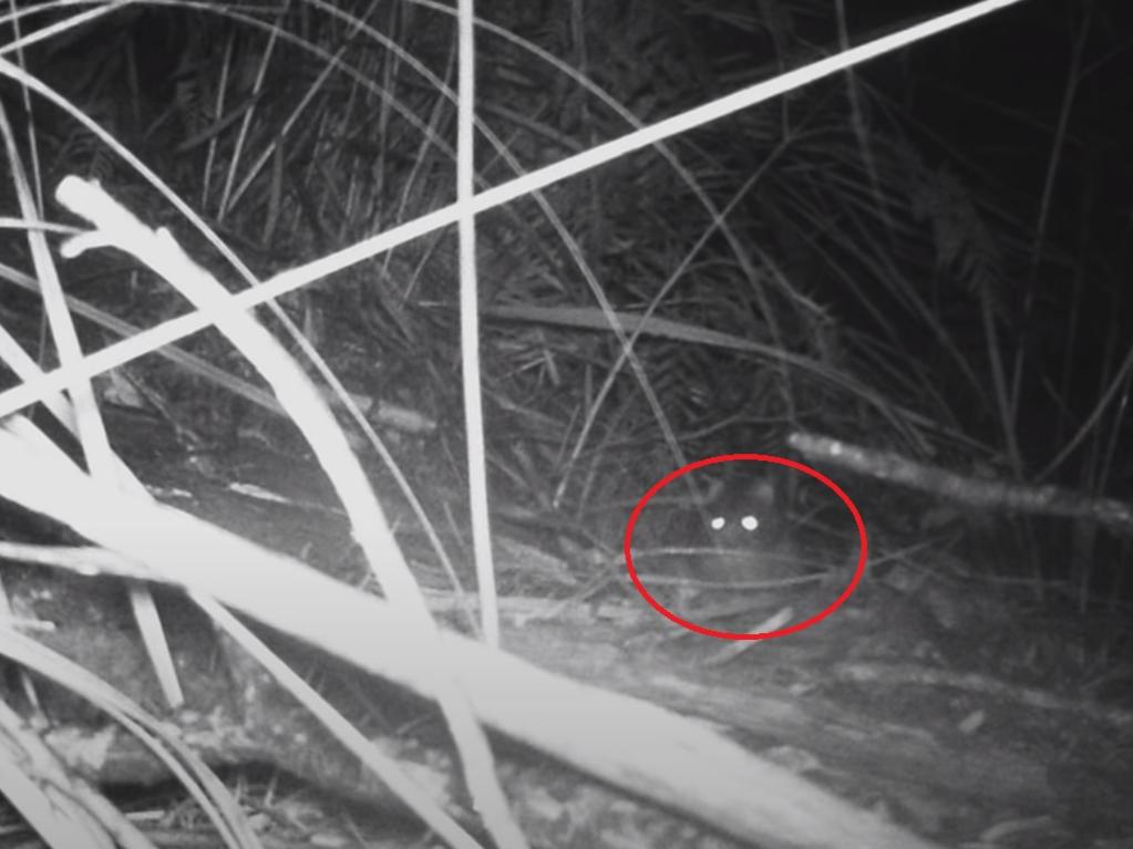 Tasmanian Tiger sightings Man releases photos of ‘living’ thylacine