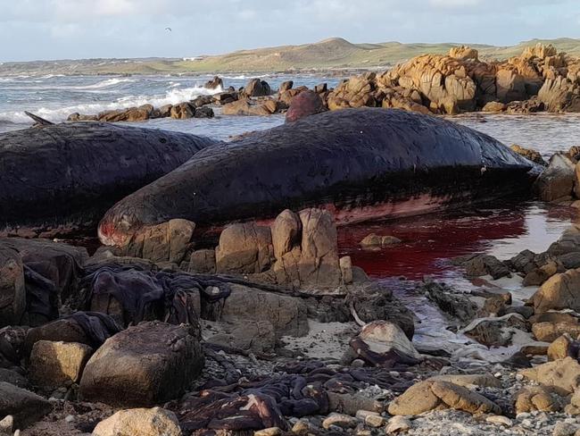 At least 14 young male sperm whales have died after a mass stranding on King Island. Photo: Sarah Baldock