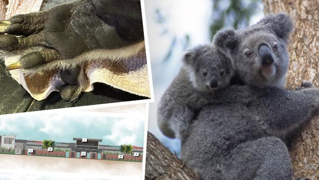 Koalas at risk from new childcare centre.