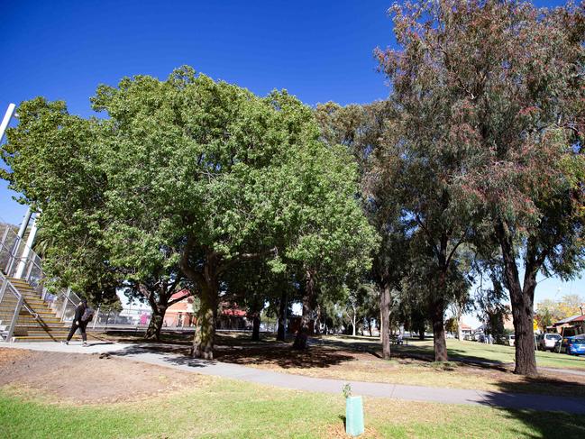 Trees in Gandolfo Gardens. Picture: Sarah Matray