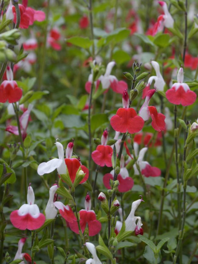 Salvia ‘Hotlips’