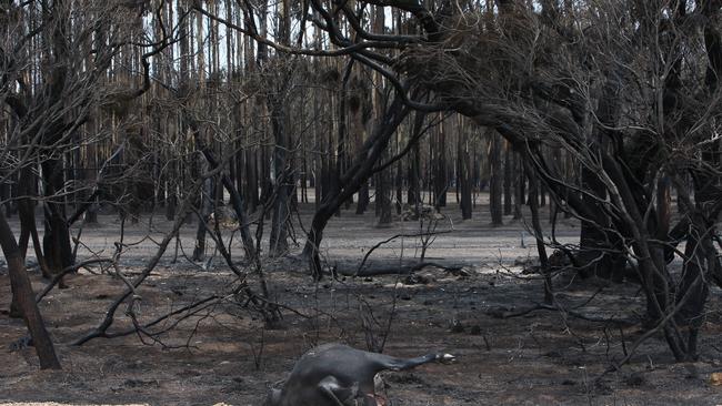 Native wildlife and livestock were killed in the thousands during the Kangaroo Island fire. Picture: AAP / Emma Brasier