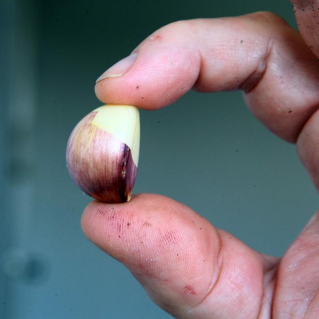 Garlic may be small, but it has mighty flavour. Picture: Kim Eiszele