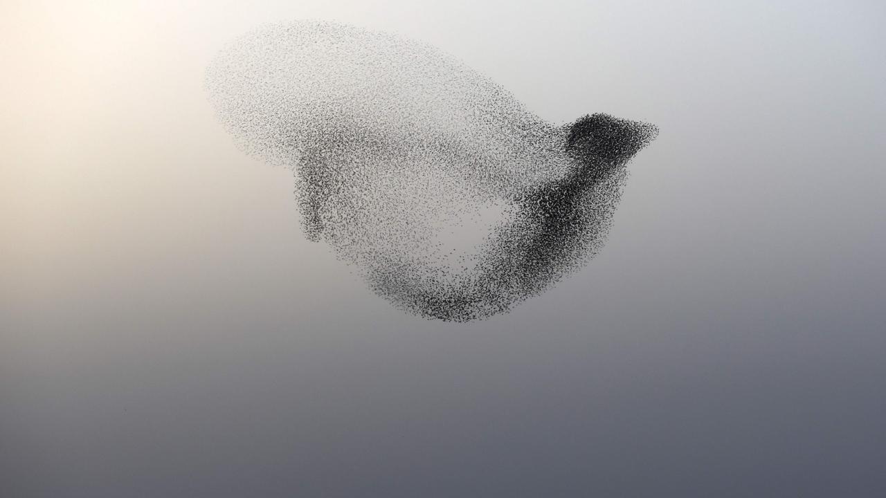 A murmuration of starlings near Rahat, Israel. Picture: AFP