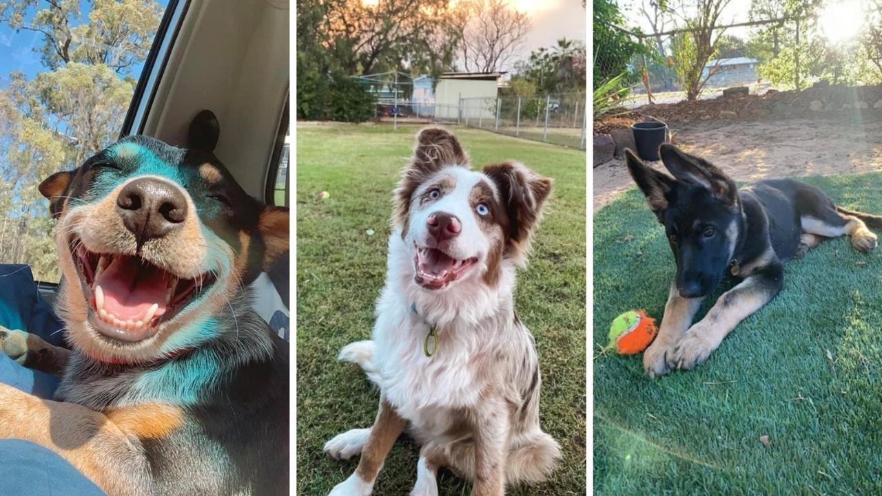 Maranoa's cutest dog competition 2021