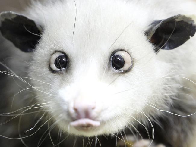 And Heidi the cross-eyed possum tried to pick some winners for the Oscars.