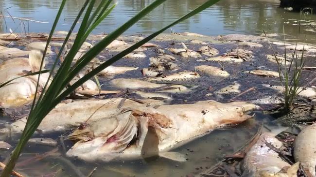 Fish kill: Dead cod in the Lower Darling River. Picture: Office of Jeremy Buckingham MLC