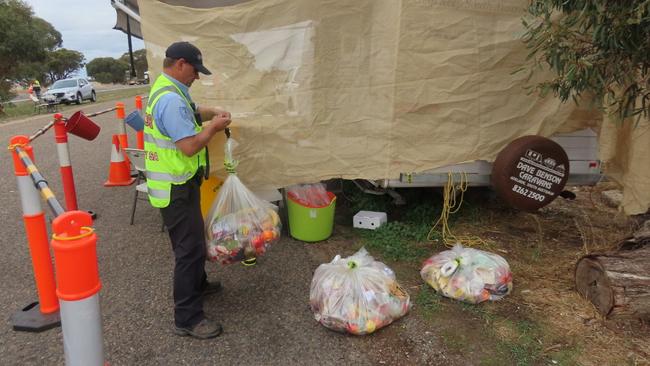 A biosecurity inspection officer weighings confiscated fruit and vegetables found in the lead-up to the Gather Round. Picture: Arj Ganesan