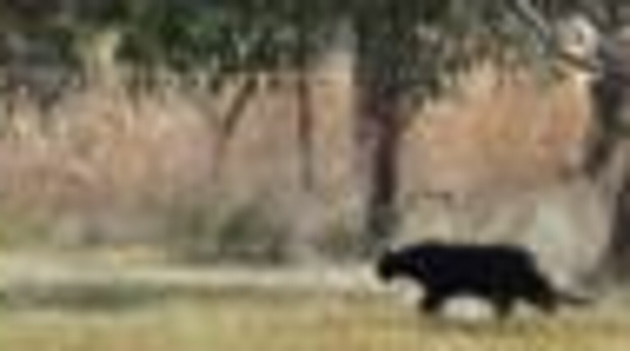 Do big cats stalk Bundy? Some say so. Picture: Black Cat Mythbusters Gippsland