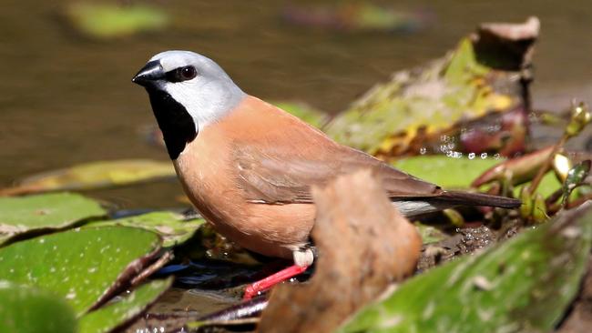 The draft report strongly recommends the project not proceed until Adani radically overhauls its plan to protect the black-throated finch. 