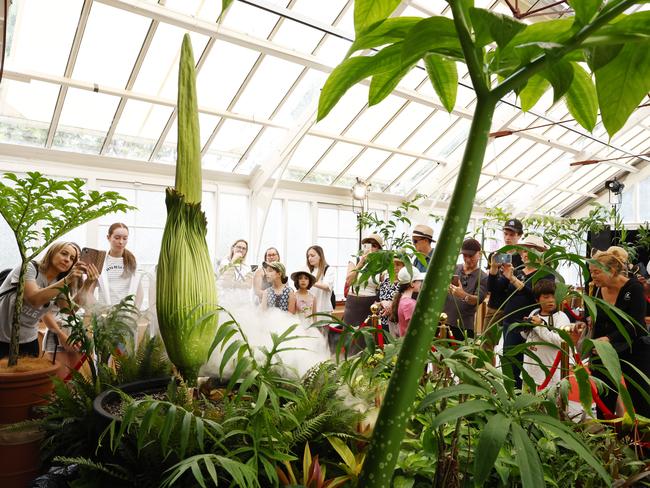 Local and international visitors have formed long queues to get a glimpse of the rare plant. Picture: Jonathan Ng