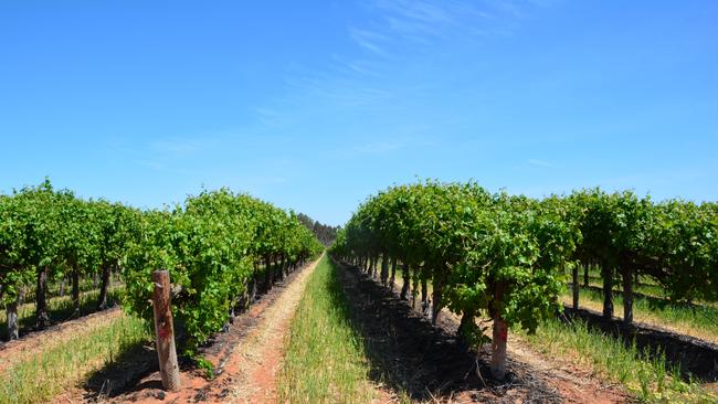 Victoria Red Grape Vines For Sale