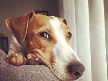 Three-year-old Jack Russell x Dachshund Rollo loves sitting along the back of the settee watching the world go by! Submitted by Rebecca Canavan.