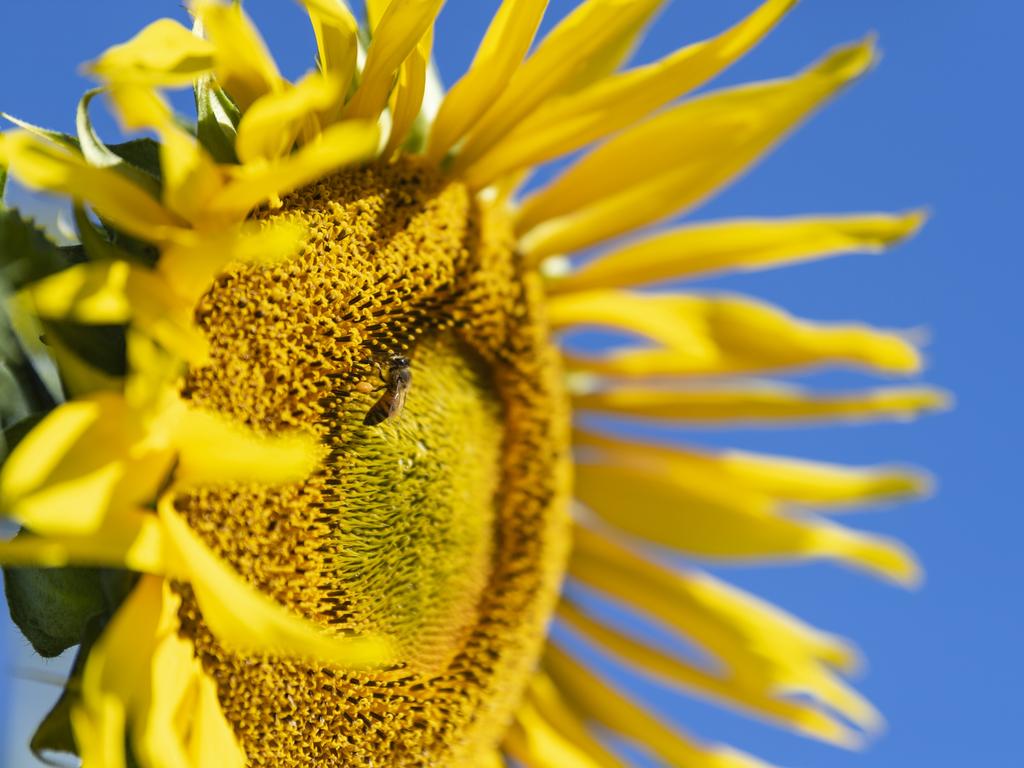 Picnic with the sunflowers event hosted by Ten Chain Farm, Saturday, June 8, 2024. Picture: Kevin Farmer