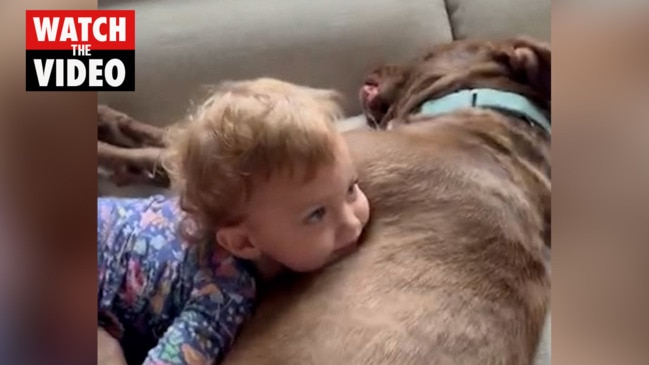 Rescue pit bull and toddler cuddle in adorable footage