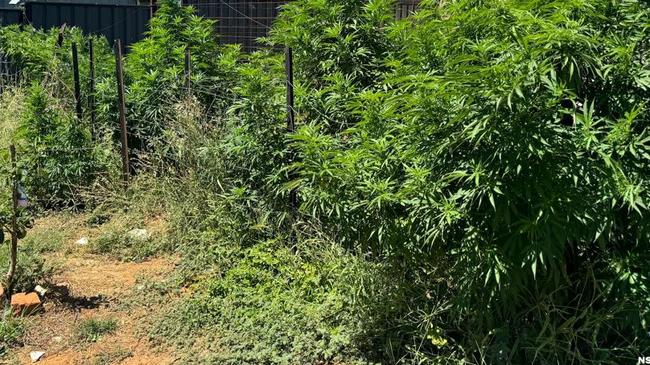 Cannabis plants. Photo: NSW Police Media