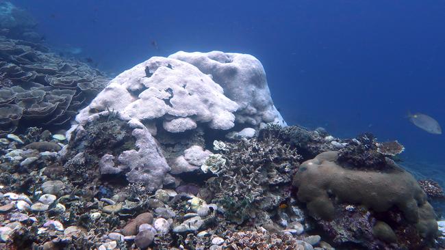 Bleached coral on a reef in Indonesia. Photo: Maria Beger