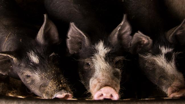 The Federal Government has issued a series of written warnings as part of efforts to stop African swine fever from entering Australia.