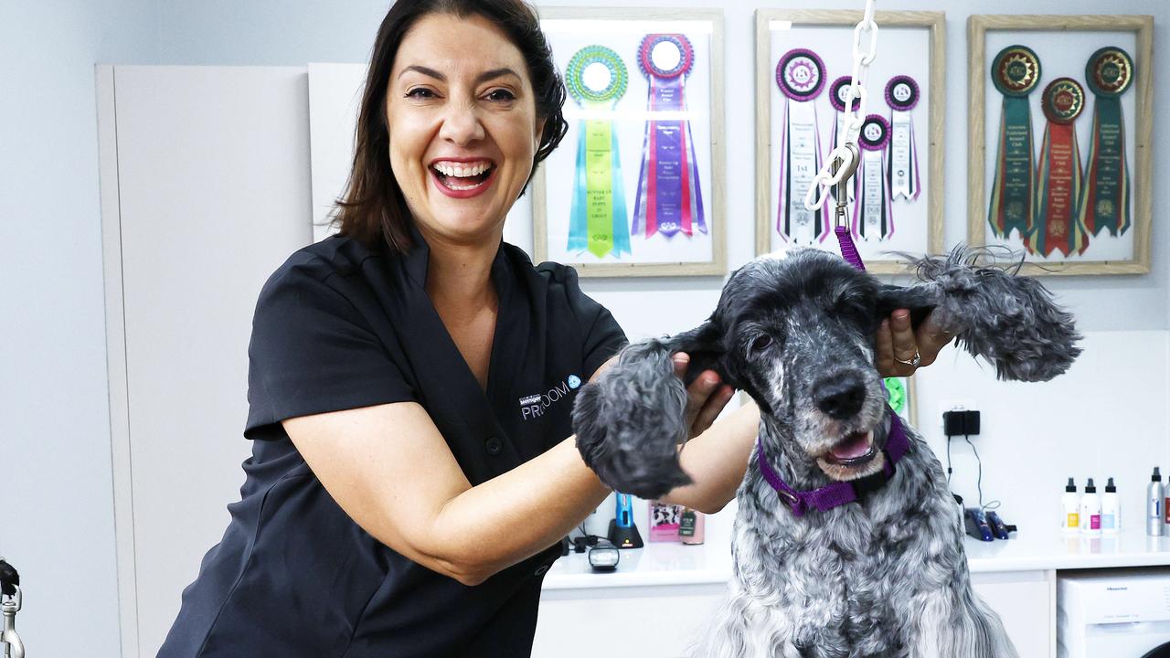 Vote now: SA’s best dog groomer for 2024