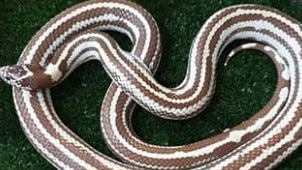 The California kingsnake that was found crossing Ettalong Rd.