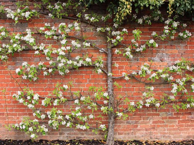 EMBARGO FOR TWAM 19 JUNE 2021 FEE APPLIESEspalier apple tree on brick wall, England, UK Pic ALAMY