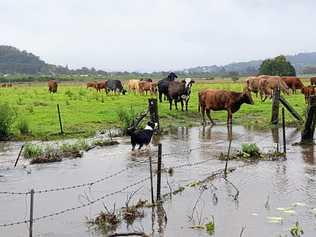 FLOOD MITIGATION: At a briefing to Lismore's councillors on the flood works, it was revealed the flood mitigation will divert water via be a wide, shallow plain, rather than a channel and cows will be back in the paddocks once it is complete. Picture: Roslyn Hopkins