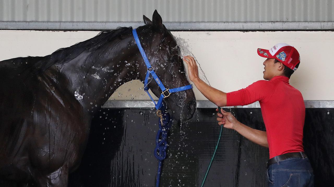 Lys Gracieux gets a wash down. Pic: Micheal Klein