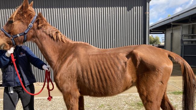 Ahilla weighed only 268kg when she was seized and while under veterinary care, the mare suffered a gastric rupture and was euthanased on humane grounds.