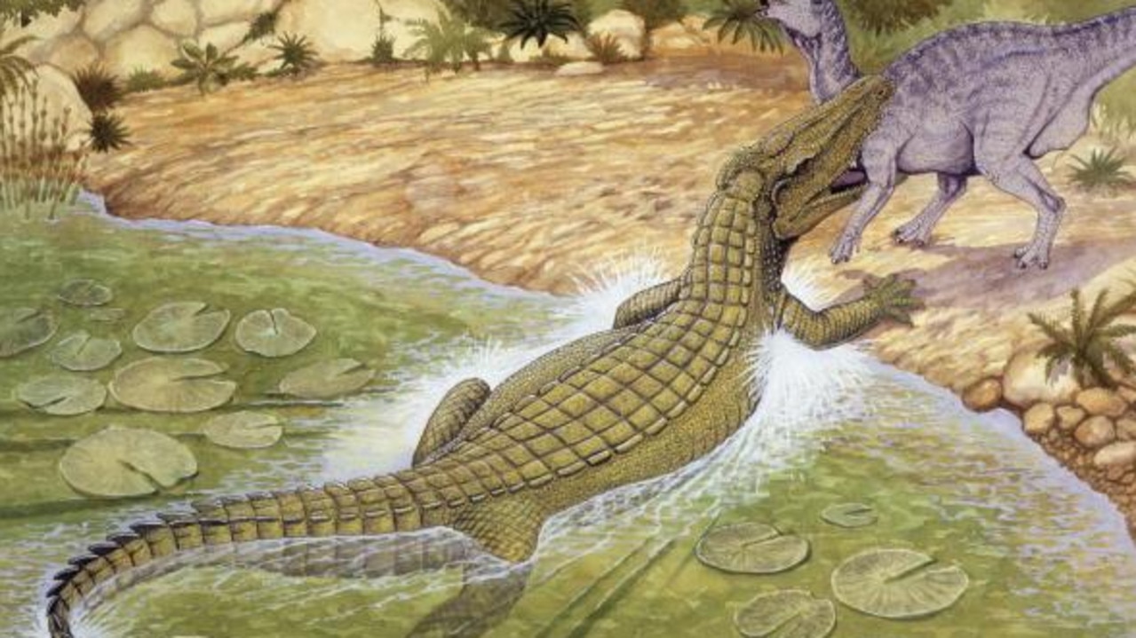 Deinosuchus D. riograndensis, B. rugosus, B. hatcheri, 0. schwimmeri  terrible crocodile Estimated length: 26 - 39 feet