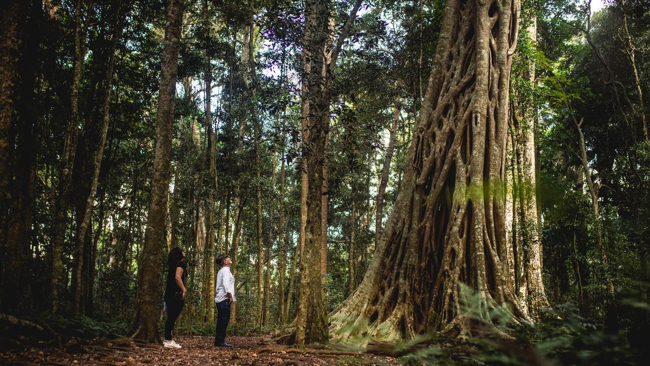 Bunya Mountains National Park.