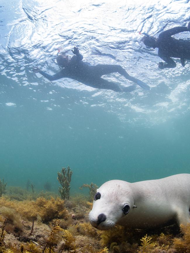 An Australian Sea lion at Hopkins Island. Picture: Carl Charter