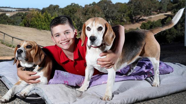 Beagles Lexi (left) and Hunter, back home, with Jack, 12, after wandering off from their Mount Barker home. Picture: Sarah Reed