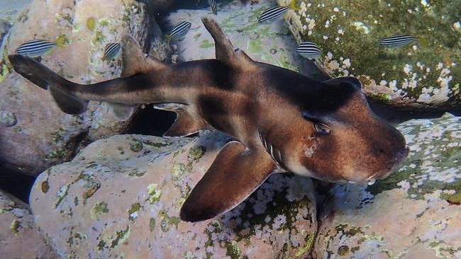 <s1>A shark at Manly's Cabbage Tree Bay</s1>. <source>Picture: IAN DONATO</source>                                             <source/>