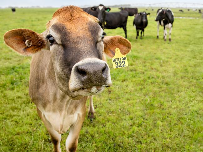 Beston dairy cows on the company's farms at Mt Gambier. Picture: SUPPLIED