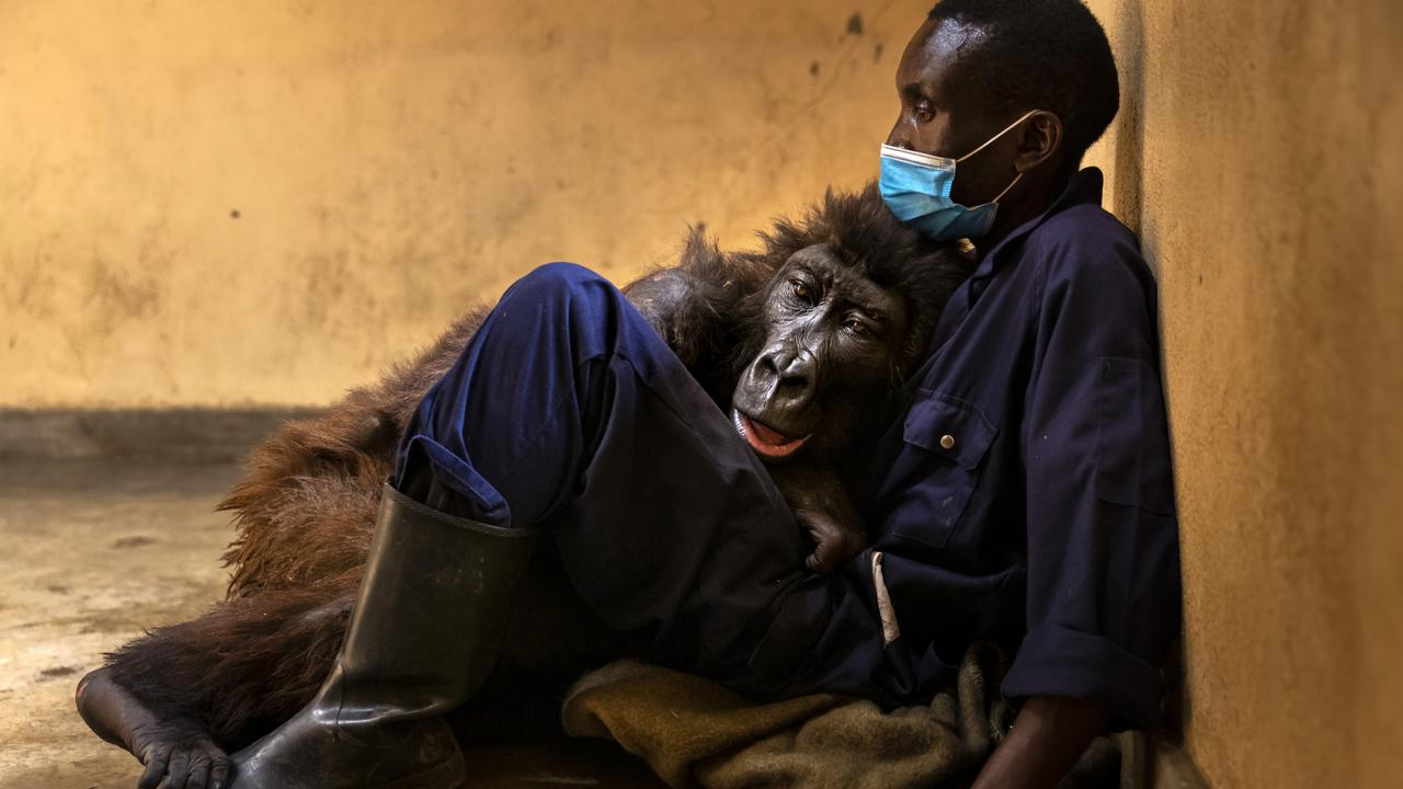 Ndakasi died in the arms of her lifelong ranger, Mathiew Shamavu at Virunga National Park on September 26, 2021. Picture: Brent Stirton/Getty Images