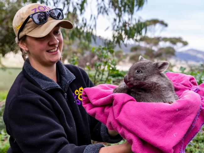 Meet Zoodoo’s newest addition: wombat joey Myrtle. Picture: Brett Guy