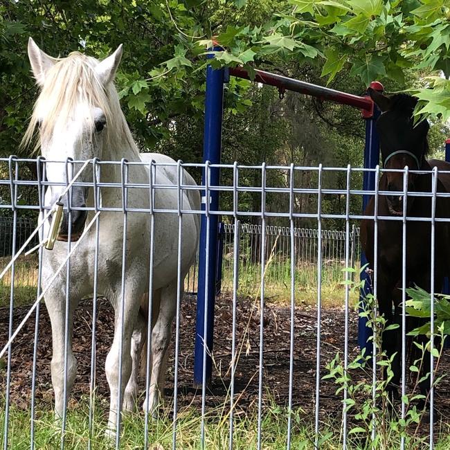 The RSPCA is investigating circumstances surrounding two horses left on the abandoned Belrose Library site during the statewide bushfire emergency. Picture: Jim O'Rourke