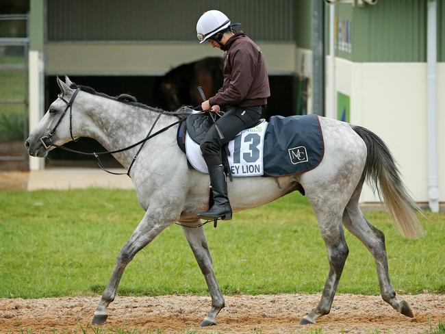 The Matt Cumani-trained Grey Lion heads back to his Werribee stable. Picture: Mark Stewart