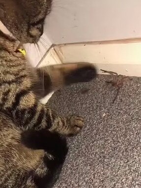 The cat was playing with the spider … Picture: TikTok