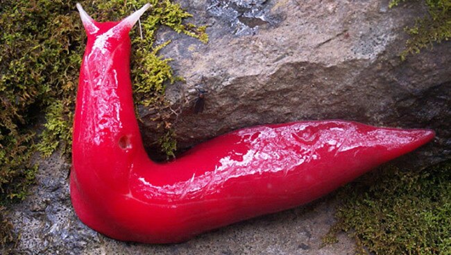 Slugs don’t get much prettier than the ones at Mount Kaputar. Picture: Supplied