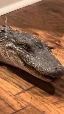 Alligator sneaks into home