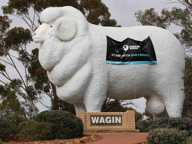 The famous Giant Ram outside the town of Wagin in Western Australia's wheatbelt has been draped with a Keep the Sheep banner in protest against the Albanese government's live export ban. Picture: Charlie Peel