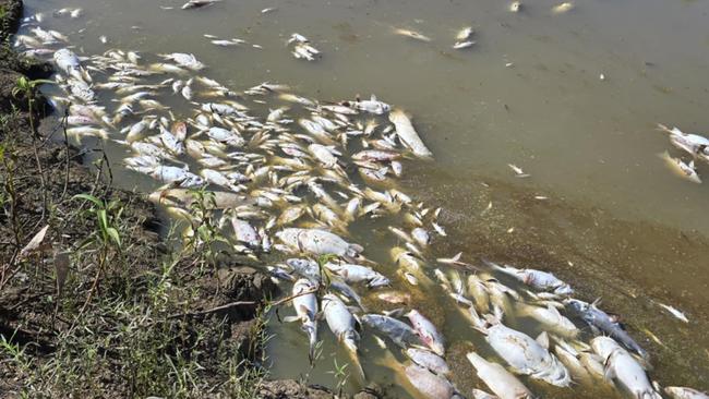 The Dawson River Pond, part of the Dawson River and located between the Neville Hewitt Weir and the Baralaba Woorabinda Rd was filled with the carcasses of what was estimated to be 300-400 dead fish in March 2025.