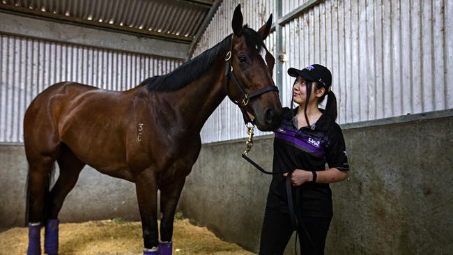 Funstar with her Strapper Ayaka Ikeuchi at Chris Waller Stable at Rosehill on Thursday. Picture: Adam Yip