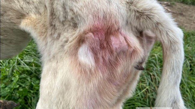 Injuries caused to greyhounds Molly and Swaggy, allegedly by Beauty Point man Dean Richard Barwick, 43. Picture: Facebook/ Brightside Farm Sanctuary